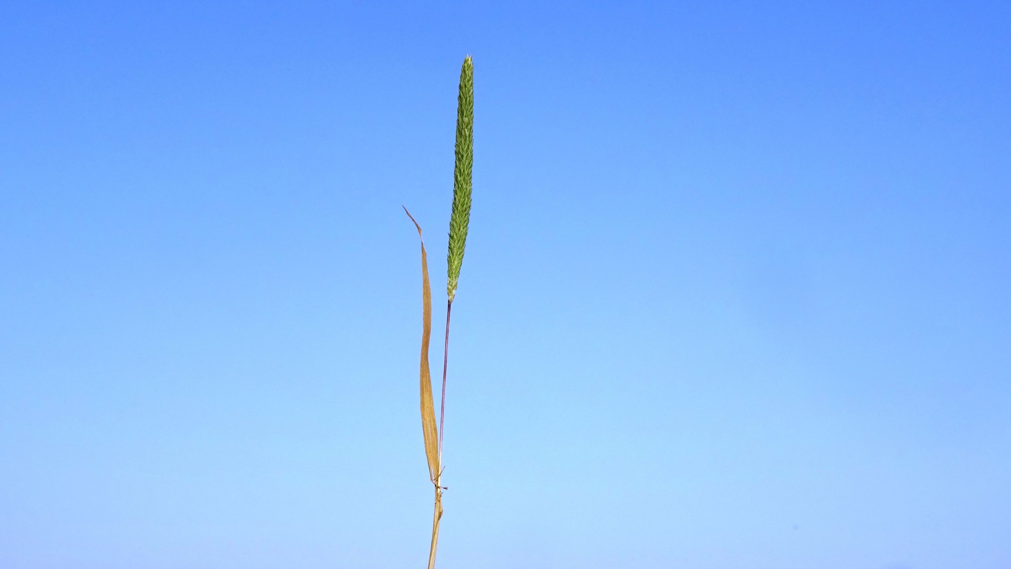 Phleum subulatum