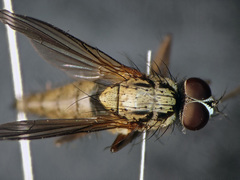 Hydrophoria linogrisea