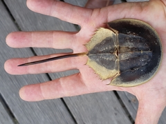 Carcinoscorpius rotundicauda