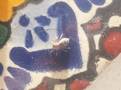 Mexigonus