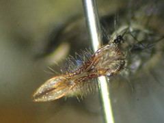 Hydrophoria linogrisea