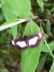 Heliomata cycladata