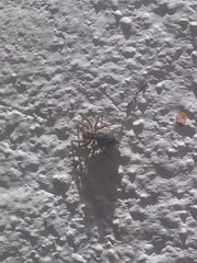 Mexigonus