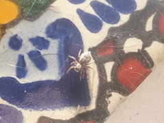 Mexigonus