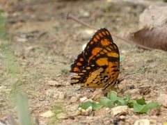 Byblia anvatara crameri