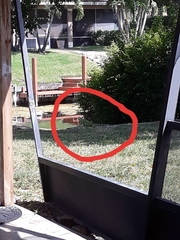 Iguana iguana