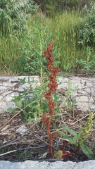 Rumex patientia orientalis