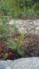 Rumex patientia orientalis