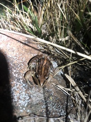 Leptodactylus plaumanni