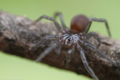 Microhexura idahoana