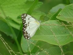 Belenois gidica gidica