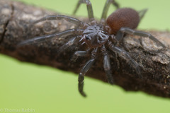 Microhexura idahoana