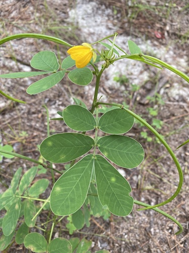 American Sicklepod