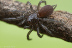 Microhexura idahoana