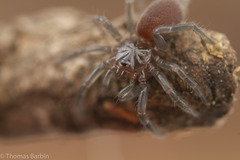 Microhexura idahoana