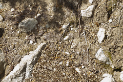 Microhexura idahoana