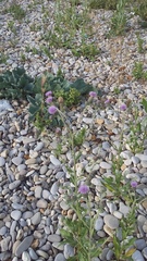 Cirsium arvense vestitum