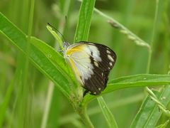 Belenois creona creona