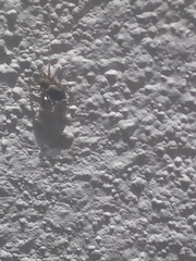Mexigonus