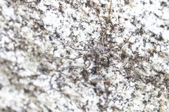 Rhysodromus alascensis