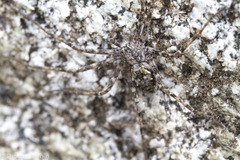 Rhysodromus alascensis