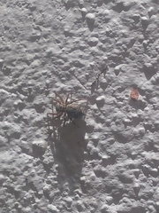 Mexigonus