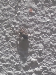 Mexigonus