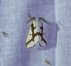 Euerythra phasma