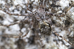 Rhysodromus alascensis