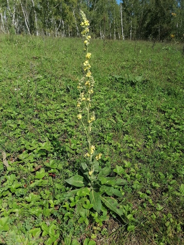 White Mullein
