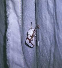 Euerythra phasma