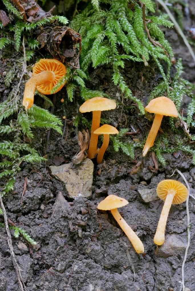 Hygrophorus aurantiacoluteus