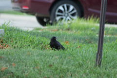 Corvus brachyrhynchos