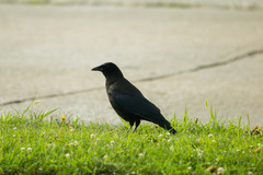 Corvus brachyrhynchos