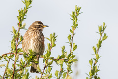 Turdus iliacus coburni