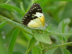 Belenois creona creona