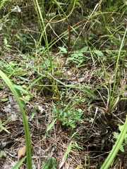 Sceptridium multifidum