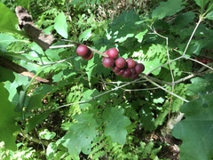 Disholcaspis globosa