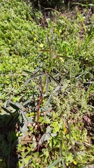 Indigofera psoraloides