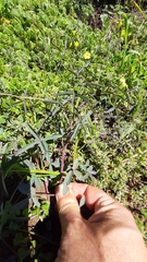 Indigofera psoraloides