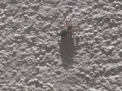 Mexigonus