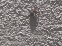 Mexigonus
