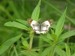 Colotis euippe euippe