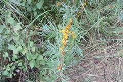 Hippophae rhamnoides