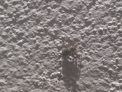 Mexigonus