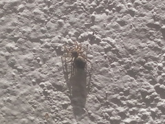 Mexigonus