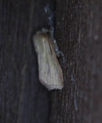 Denticucullus pygmina