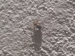 Mexigonus
