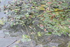 Potamogeton nodosus