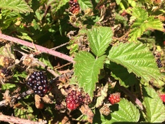 Rubus ursinus macropetalus